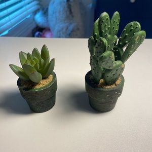 Miniature succulents